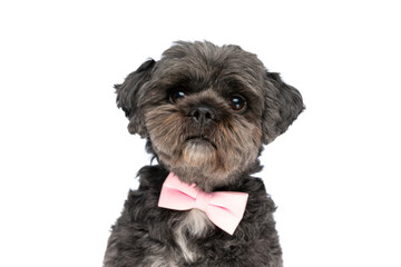 cute metis dog wearing a pink bowtie