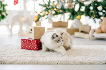Ragdoll cat in Christmas time