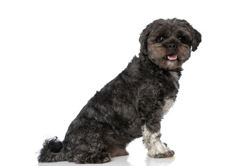 happy metis dog sticking out tongue and sitting