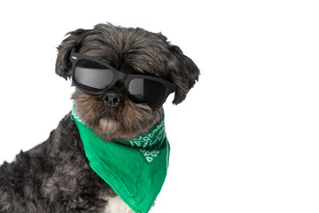 cool metis dog wearing sunglasses and a green bandana