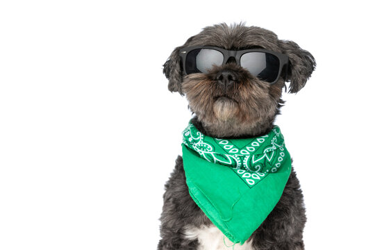 Cool Black Dog Wearing Sunglasses And A Green Bandana