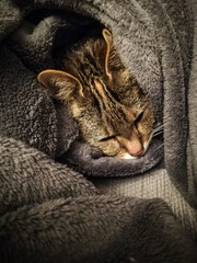 Sleeping cat in the grey warm plaid