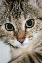 Fototapeta na wymiar young cat portrait