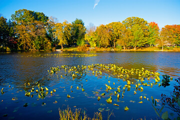 Lake with colorful fall foliage reflections at Thompson Park, Monroe, New Jersey, on a sunny autumn...