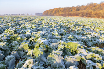Frost field of green autumn winter rape plants. Early morning with blue sky and orange trees in background in late autumn. - obrazy, fototapety, plakaty