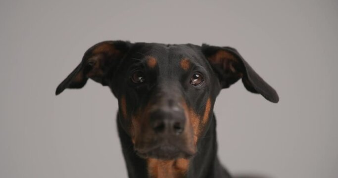 closeup of lovely dobermann dog looking up, licking nose and sticking out tongue on grey background in studio