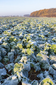 Frost field of green autumn winter rape plants. Early morning with blue sky and orange trees in background in late autumn.