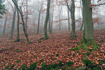 Obraz premium Buchenwald im herbstlichen Nebel