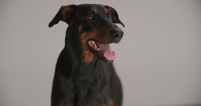 adorable dobermann pup licking nose, sticking out tongue and panting while standing on grey background in studio