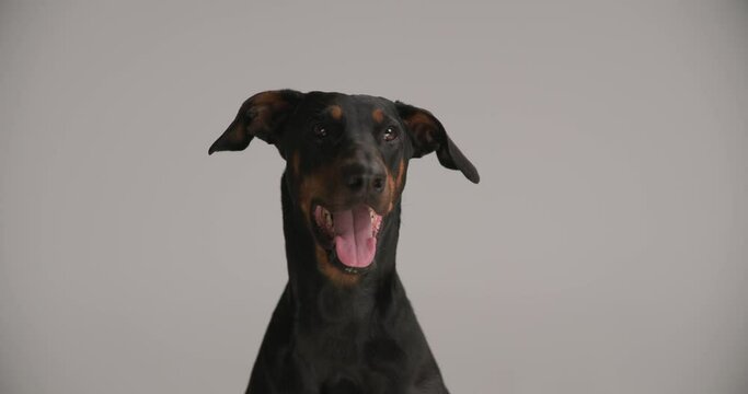 seated lovely dobermann dog looking up, panting and sticking out tongue, being curious and eager while sitting on grey background