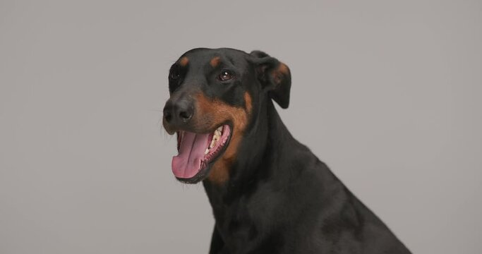 side view of happy dobermann dogg sticking out tongue and panting, looking up and sitting on grey background