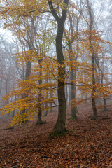 Buchenwald im herbstlichen Nebel