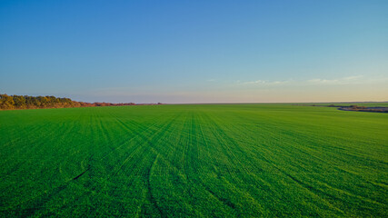 Fototapeta na wymiar green sown fields in autumn in Russia