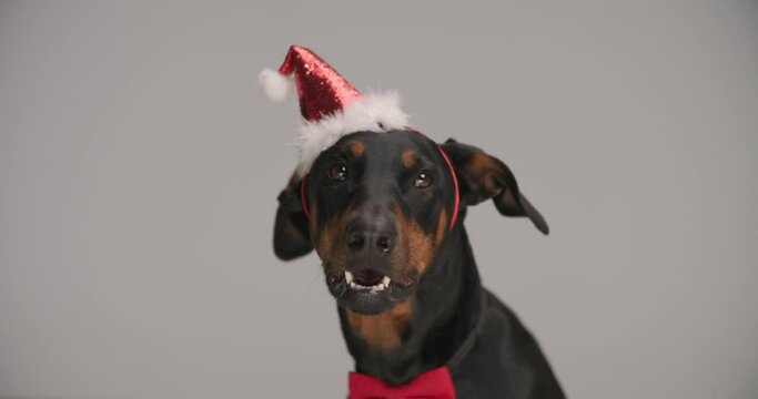 cute Dobermann puppy wearing red bowtie and Christmas headband, looking up, panting and sticking out tongue on grey background in studio