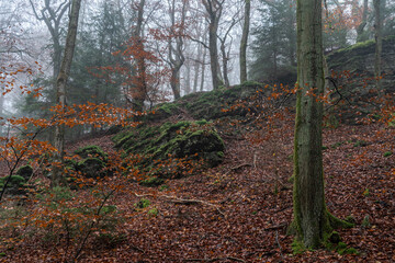 Buchenwald im herbstlichen Nebel