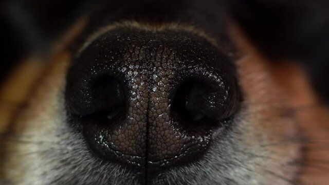 Front view of the nose of a dog. Macro, slow dolly left.