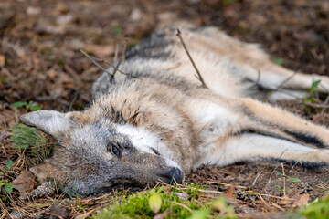 Toter Wolf im Wald