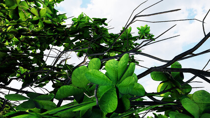 Palm Trees on Blue Sky Background. 3D Rendering. 