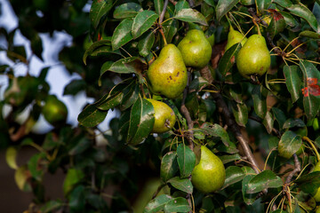 branch of pear with many ripe large fruits of sweet pear in the farmer's garden. Bunch of ripe pears on tree branch