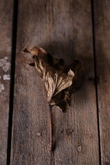 Dry peony leaves on old wooden background