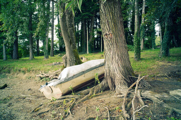Vieux bateau posé sur les racines d'un vieil arbre, au bord d'un lac en suisse