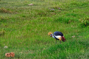 A picture of a crowned crane