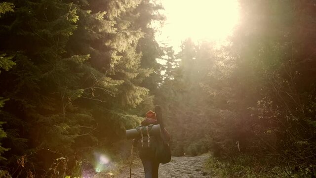 hiker walking in green woods. Young woman with backpack trekking in forest.