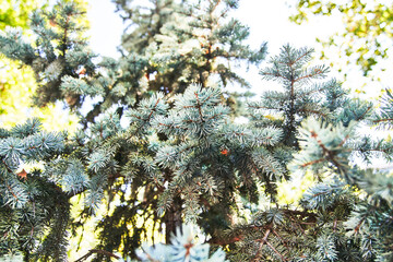 Beautiful spruce tree image