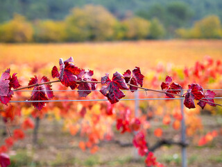 Automne en Provence