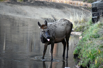Wild Elk in lake in Colorado