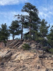 Trees in Colorado