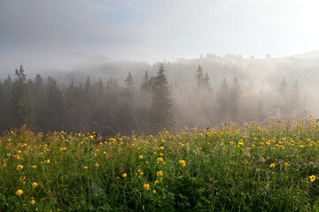 Obraz premium Mountain meadow with yellow flowers on a foggy morning, mountains on the horizon. Ukraine, Carpathians.