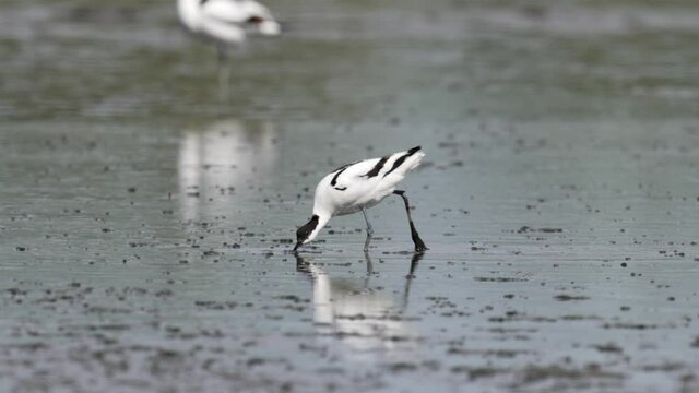 Pied avocet (Recurvirostra avosetta) in its natural enviroment in Denmark
