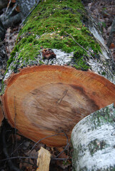 A cut of a sawn birch, a felled tree, a tree stump in the forest.