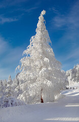 Choinka świerk, zimowy krajobraz