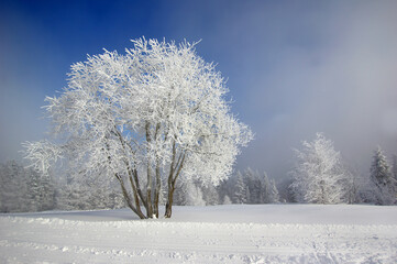 Zimowy krajobraz - obrazy, fototapety, plakaty
