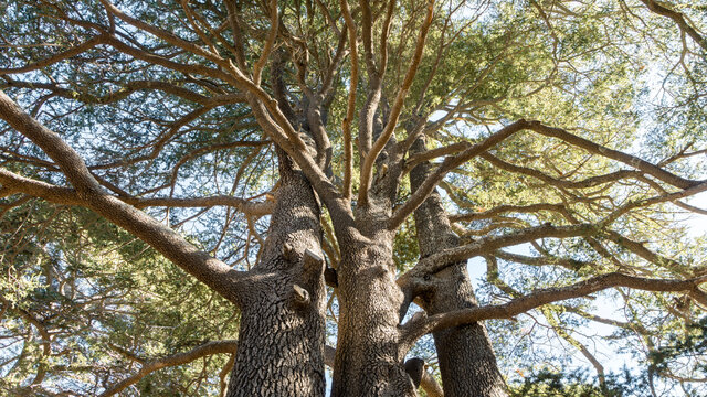 Cedrus Libani tree trunks in Cedars of God forest, Arz, Bsharri, Lebanon