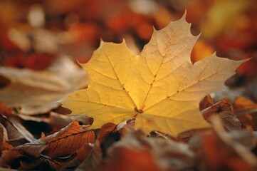 Jesienny liść - obrazy, fototapety, plakaty