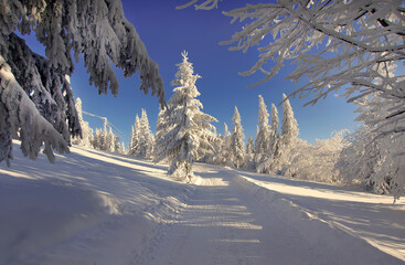 Paesaggio invernale,  alberi nella neve