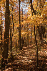 Peaceful footpath in a colorful autumn deciduous forest with vibrant yellows, oranges, and reds.