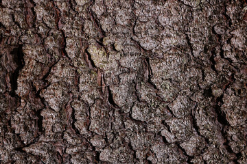 Texture of tree bark as background, closeup view