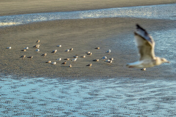 At the beach, city street view, Nieuwpoort or Nieuport, Belgium