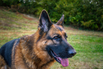 Close-up of the head of a German Shepherd dog with a relaxed gaze behind the photographer, mouth ajar, tongue half sticking out, pricked ears, black and wet nose and the background of grass and bushes