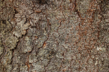 Texture of tree bark as background, closeup view