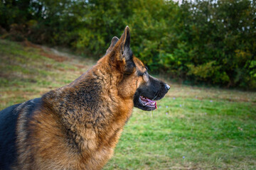 Close-up of the head of a German Shepherd dog with a relaxed but attentive gaze towards the right of the image, torso turned in the direction in which it is looking, mouth ajar, tongue half out, ears 