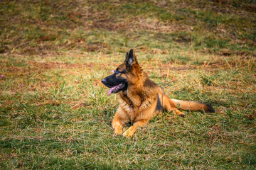 German grass dog lying in the grass, like a sphinx, facing the photo, with the head turned to the...