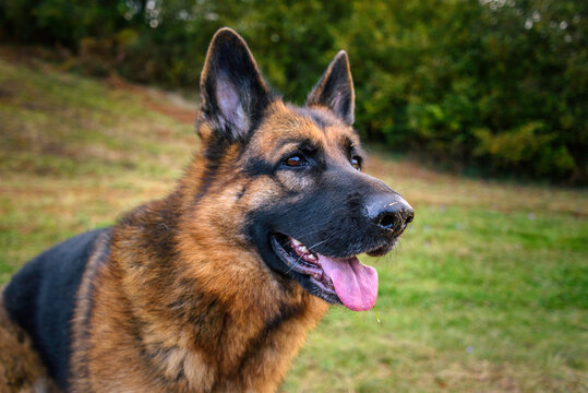 Close-up of the head of a German Shepherd dog with the attentive but relaxed gaze out of the photo on the right, mouth ajar, tongue half out, ears pricked, black and wet nose and the background of gra