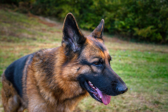 Close-up of the head of a German Shepherd dog with a relaxed look as if lost towards the ground, diagonally to the right of the image, mouth ajar, tongue half out, ears erect, black and wet nose and t