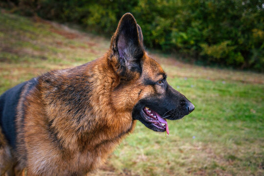 Close-up of the head of a German shepherd dog with a relaxed gaze as if lost out of the image, to the right, mouth ajar, tongue half out, ears pricked, black and wet nose and the background of grass a