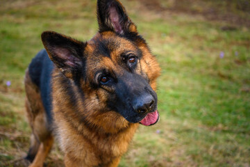 photo of the head, in the foreground, and the rest of the body of a standing German shepherd dog, looking attentively at the camera, with the head tilted to the left listening to the orders of the pho